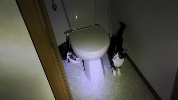 トイレに2匹の猫