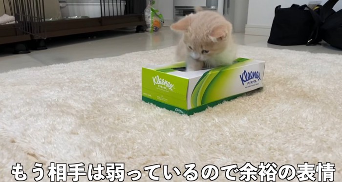 箱の中に入る猫