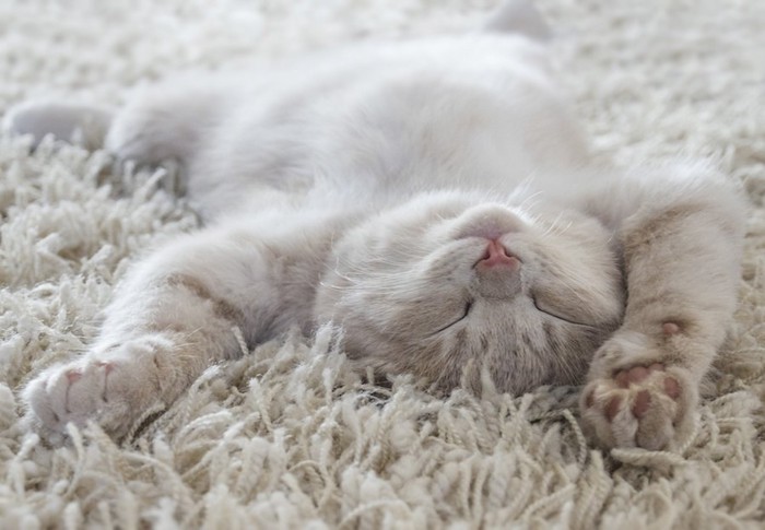 カーペットの上で仰向けで眠る猫