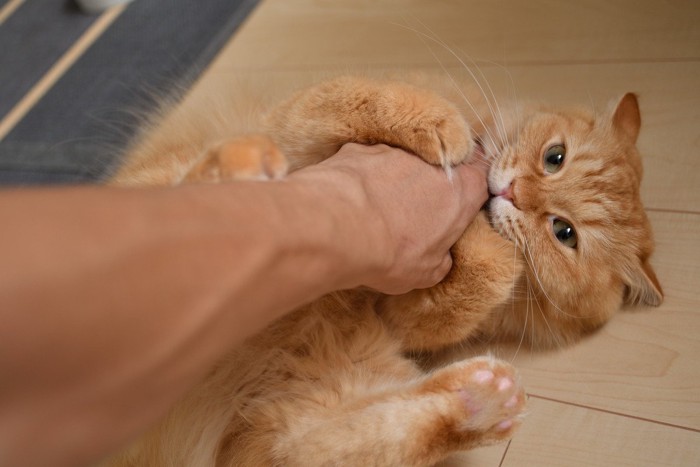 仰向けになって人の手を噛む猫