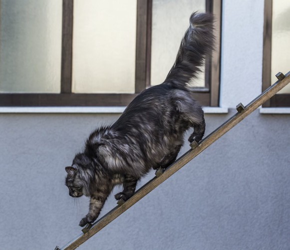はしごを降りている長毛猫