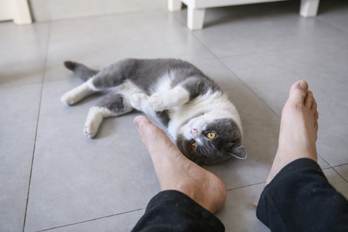 足の近くで横たわる猫