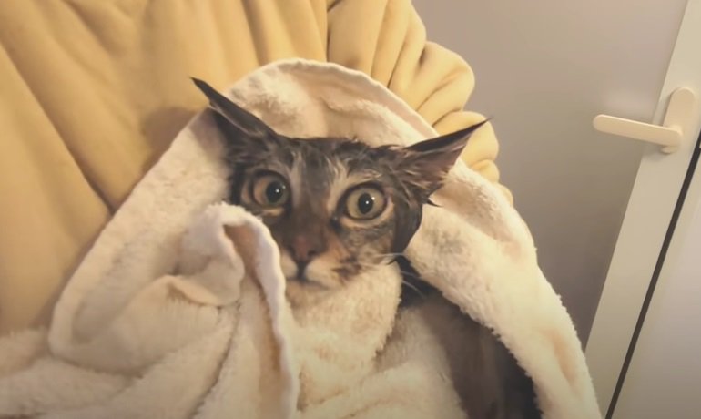 タオルに包まれる子猫