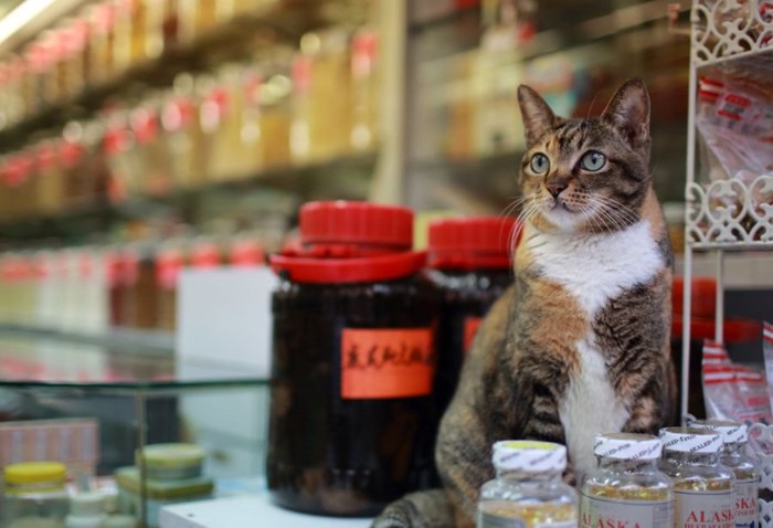 漢方薬の瓶と子猫