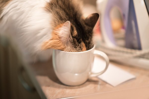 マグカップの中に頭を入れる猫