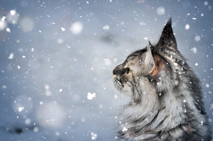 雪の降る場所にいる猫