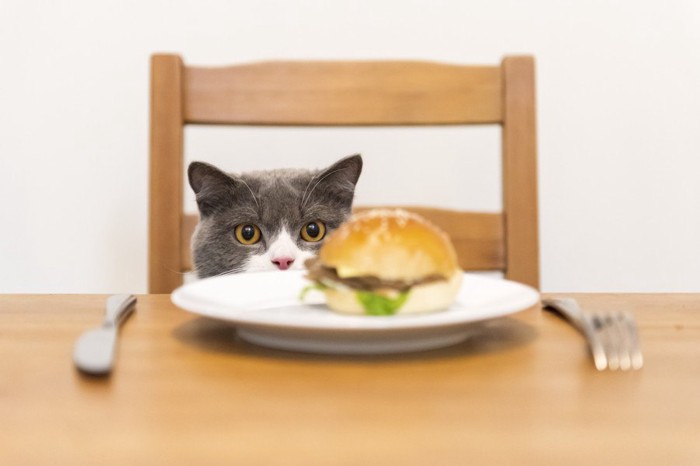 テーブルの上のハンバーガーと椅子にのってそれを見る猫