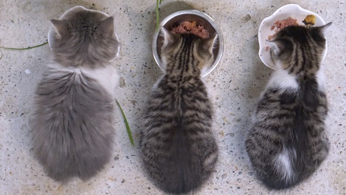 並んでご飯を食べる子猫3匹