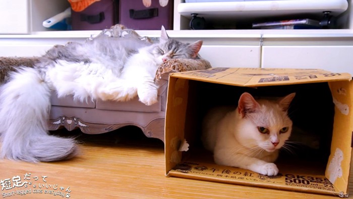 箱の中に入る白猫