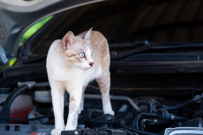 車のエンジンルーム上に立つ猫