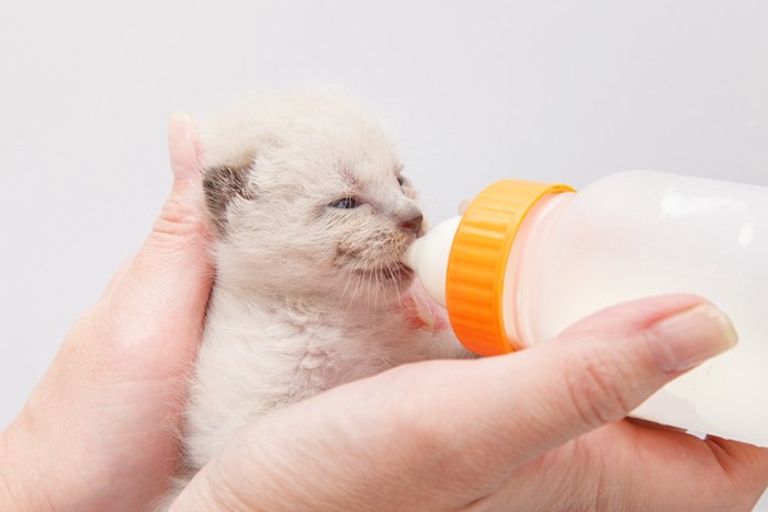 哺乳瓶で猫用ミルクを飲む子猫