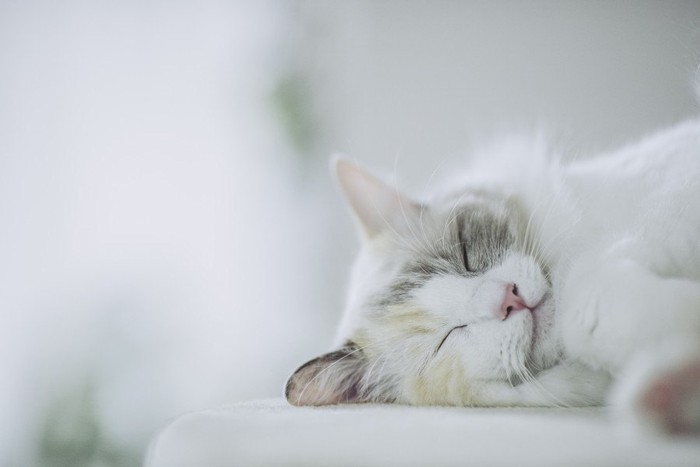 眠る白系の猫
