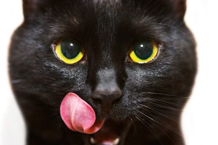 舌を出した黒猫の顔アップ