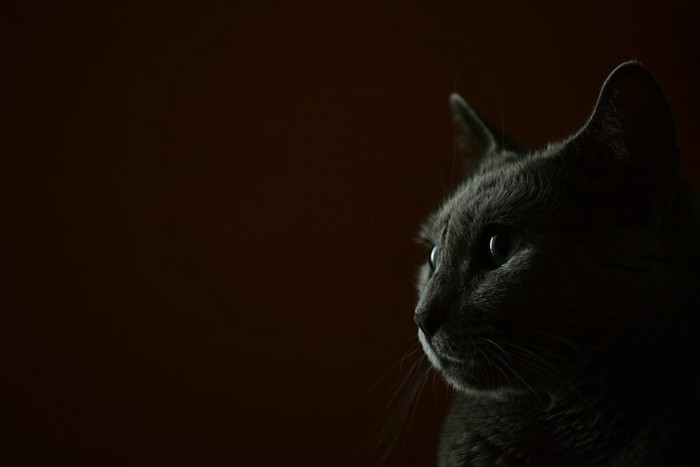 暗がりの猫の横顔