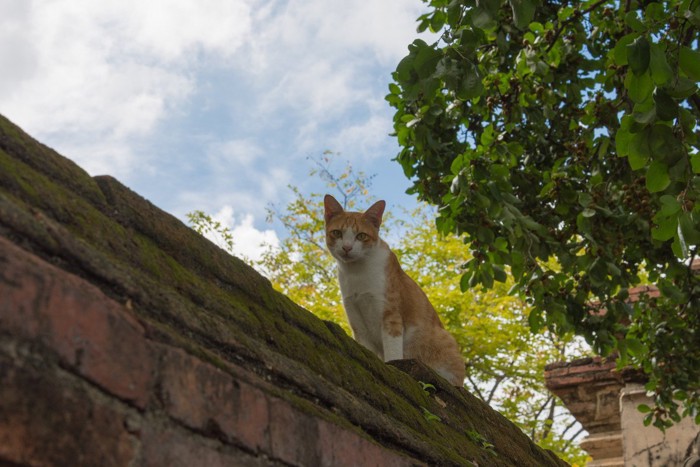 塀の上からこちらを見下ろす猫