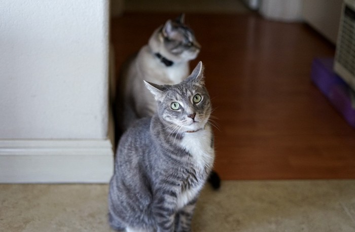 こちらを見ている猫とその後ろにいる猫
