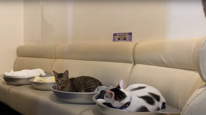 ねこ鍋で丸くなる猫たち
