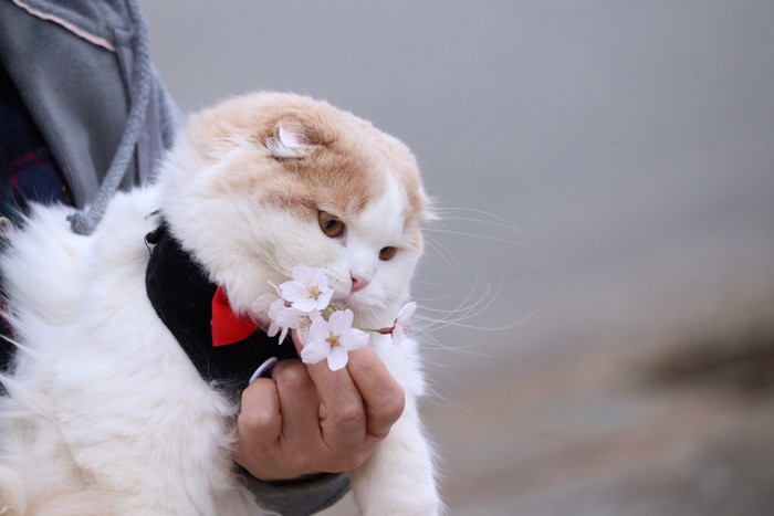 抱っこされながら手に持っている桜の花の匂いをかぐ猫
