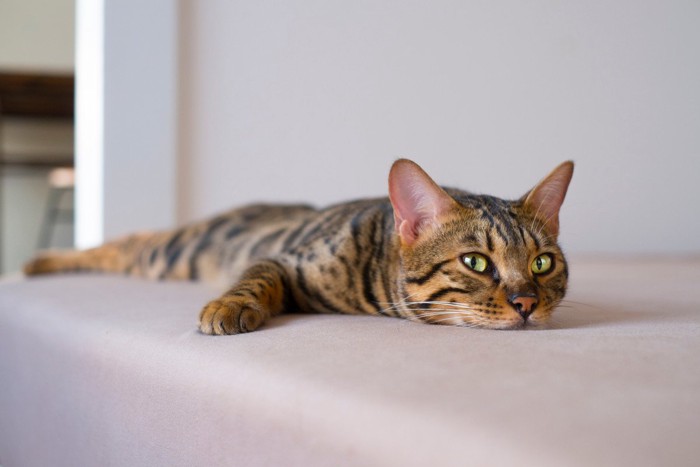 横たわっているベンガル猫
