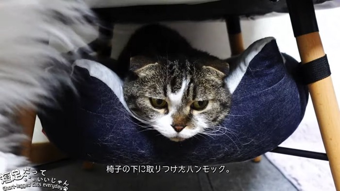 椅子の下のハンモックにいる猫
