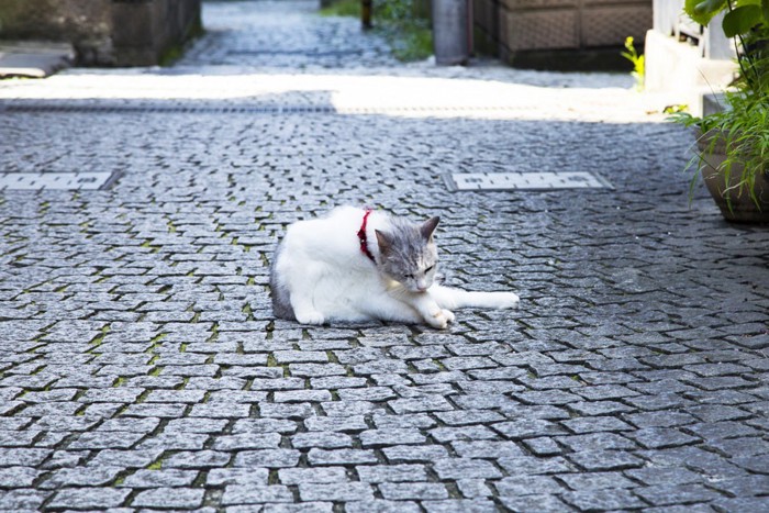 藍島の石畳の猫