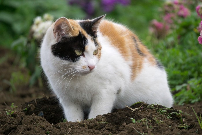 土を掘る猫