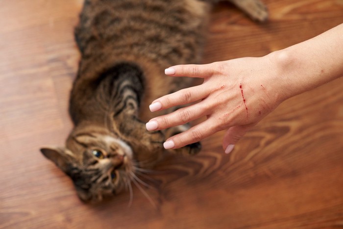 引っ掻き傷のある人の手と床に仰向けになる猫