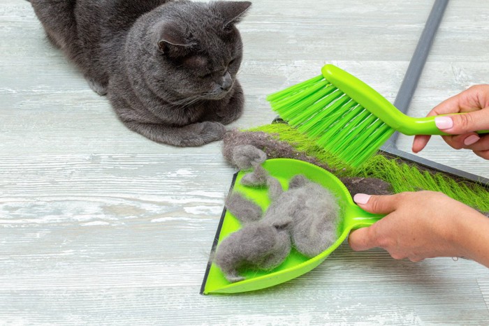 緑の掃除用具とグレー猫
