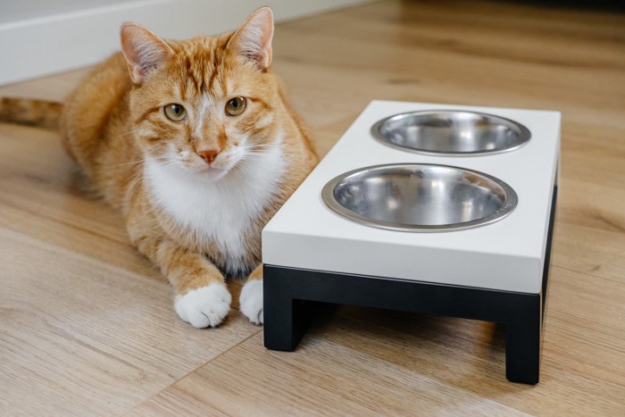 ペット用の食器台と猫