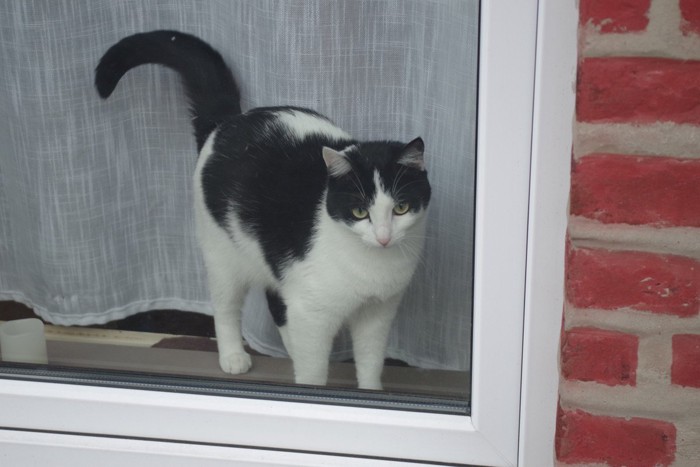 立って窓の外を見る猫