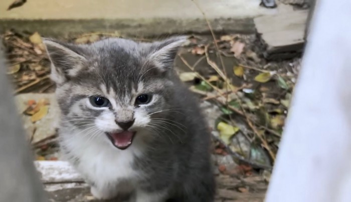 可愛い顔で威嚇するカーチャンの子猫