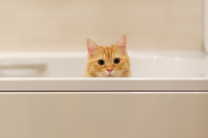 浴槽の中で遊ぶ猫