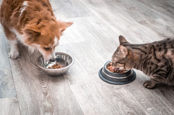 ごはんを食べる犬と猫