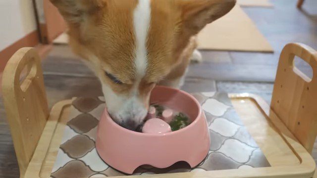 餌を食べる犬