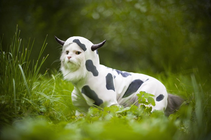 牛柄の洋服を着る猫