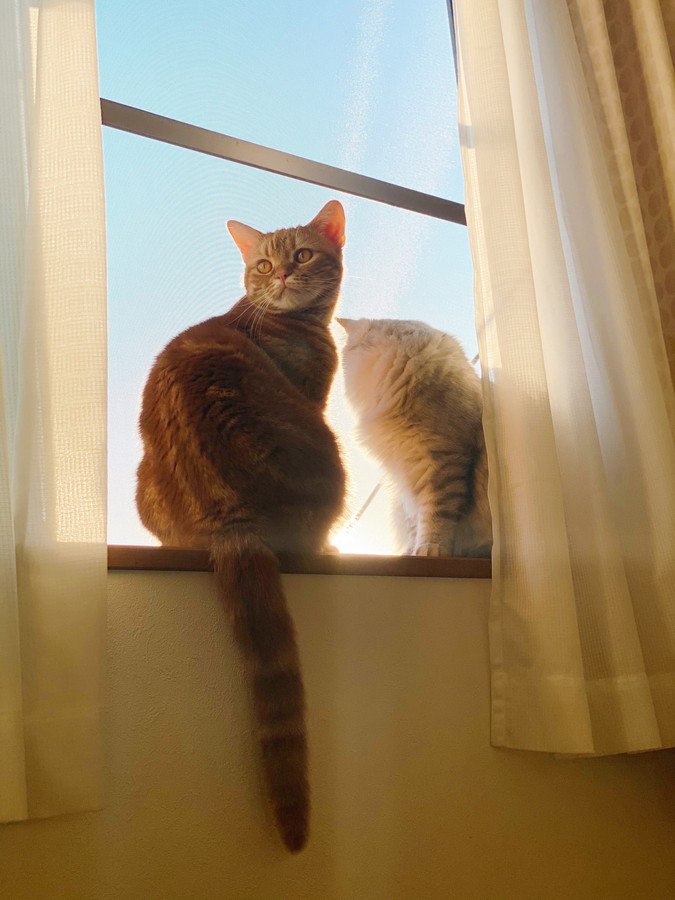窓辺の猫たち