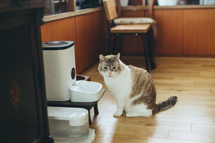 自動給餌器の前でご飯を待つ猫