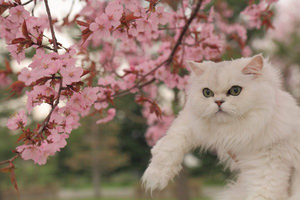 お花見する白猫