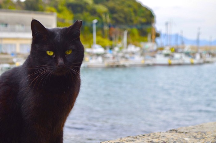 青島の港と見つめる黒猫