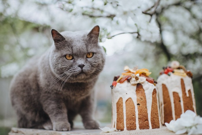 ドライフルーツが乗ったケーキと猫
