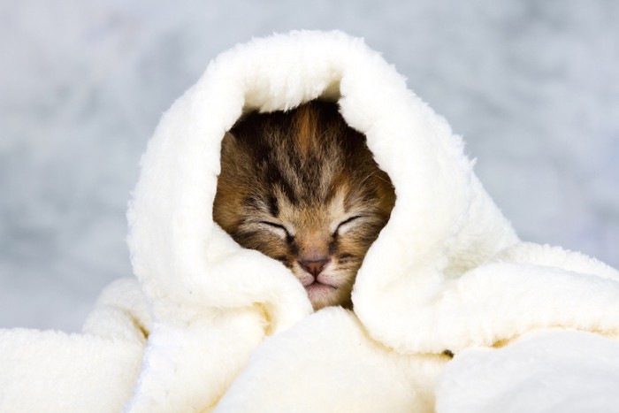 暖かいタオルに包まれている子猫