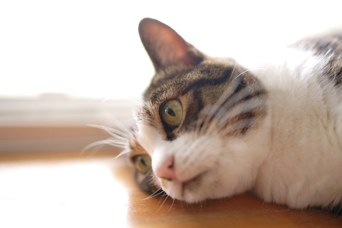 床に横になって耳を澄ます猫