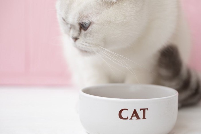 陶器の食器と猫