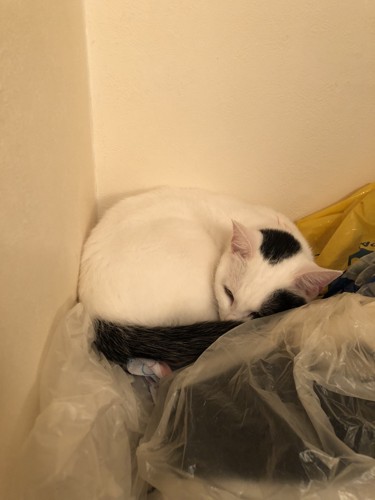洗濯機の上で眠る猫