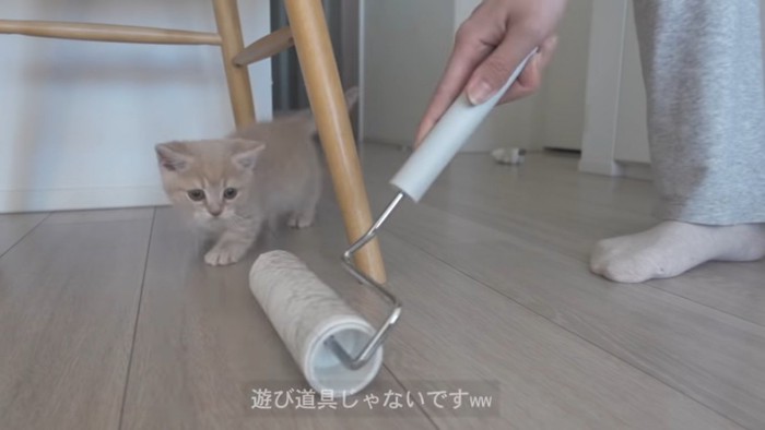 掃除道具を見る子猫