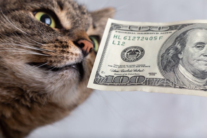 紙幣と猫