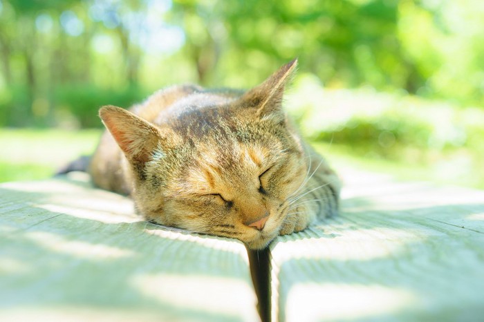 公園のベンチでうたた寝している猫