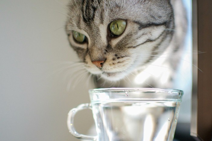 水を飲まない猫