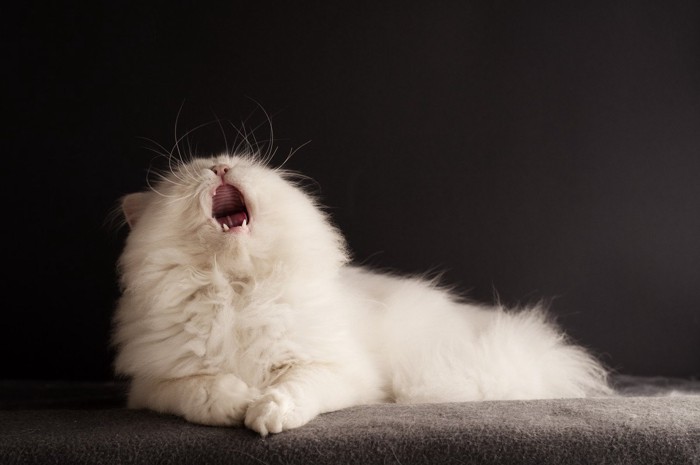 上を見ながらあくびをする猫