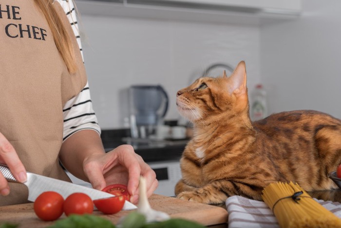料理をする飼い主を見上げる猫